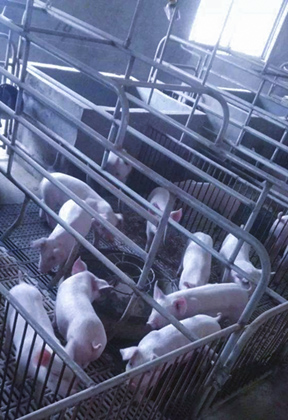 養(yǎng)殖場監(jiān)控系統(tǒng)安裝方案